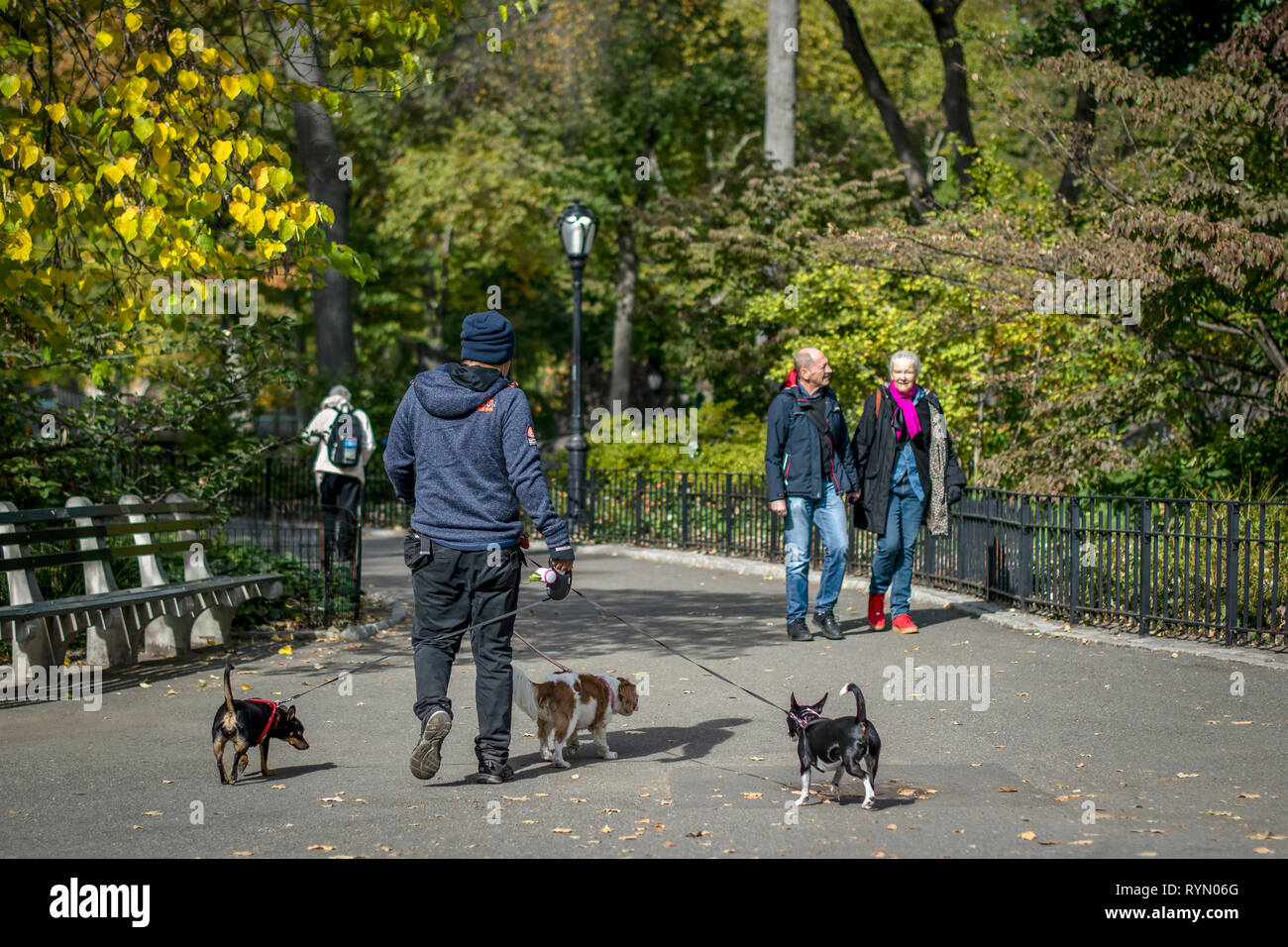 USA, New York City: Hund Spaziergänger im Central Park Stockfotografie -  Alamy