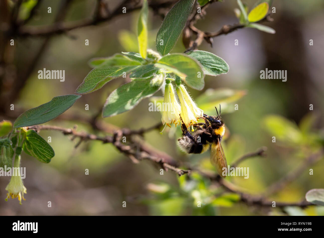 Hummel auf einer Blüte in einem hellen Frühling Garten. Selektiver Fokus Stockfoto