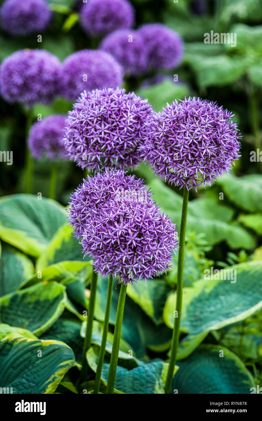 Gruppe von lila Allium Globemaster in voller Blüte, kombiniert mit Panaschierten funkien Stockfoto