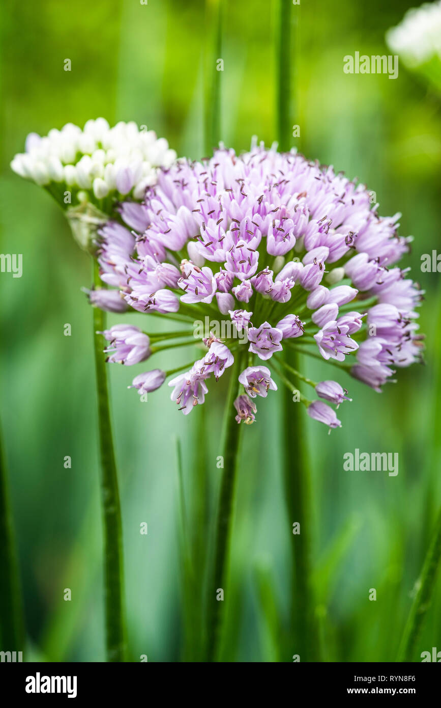 Büschel von broadleafed Allium senescens, Pink und Weiß gegen Hintergrund verschwommen Stockfoto