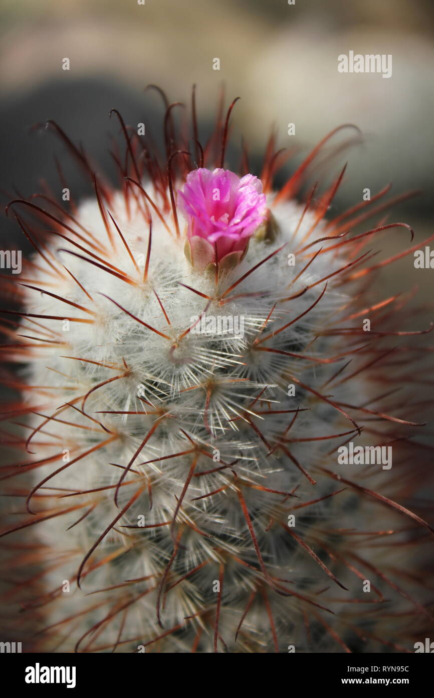Bluhende Wuste Kaktus Pflanze Mit Einer Rosa Blume Stockfotografie Alamy