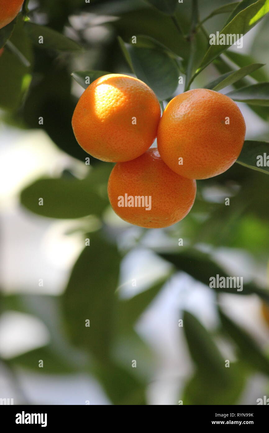 Calamondin, Zitrus, microcarpa Citrofortunella microcarpa, Citrofortunella mitis, kalamansi, Citrus mitis Stockfoto