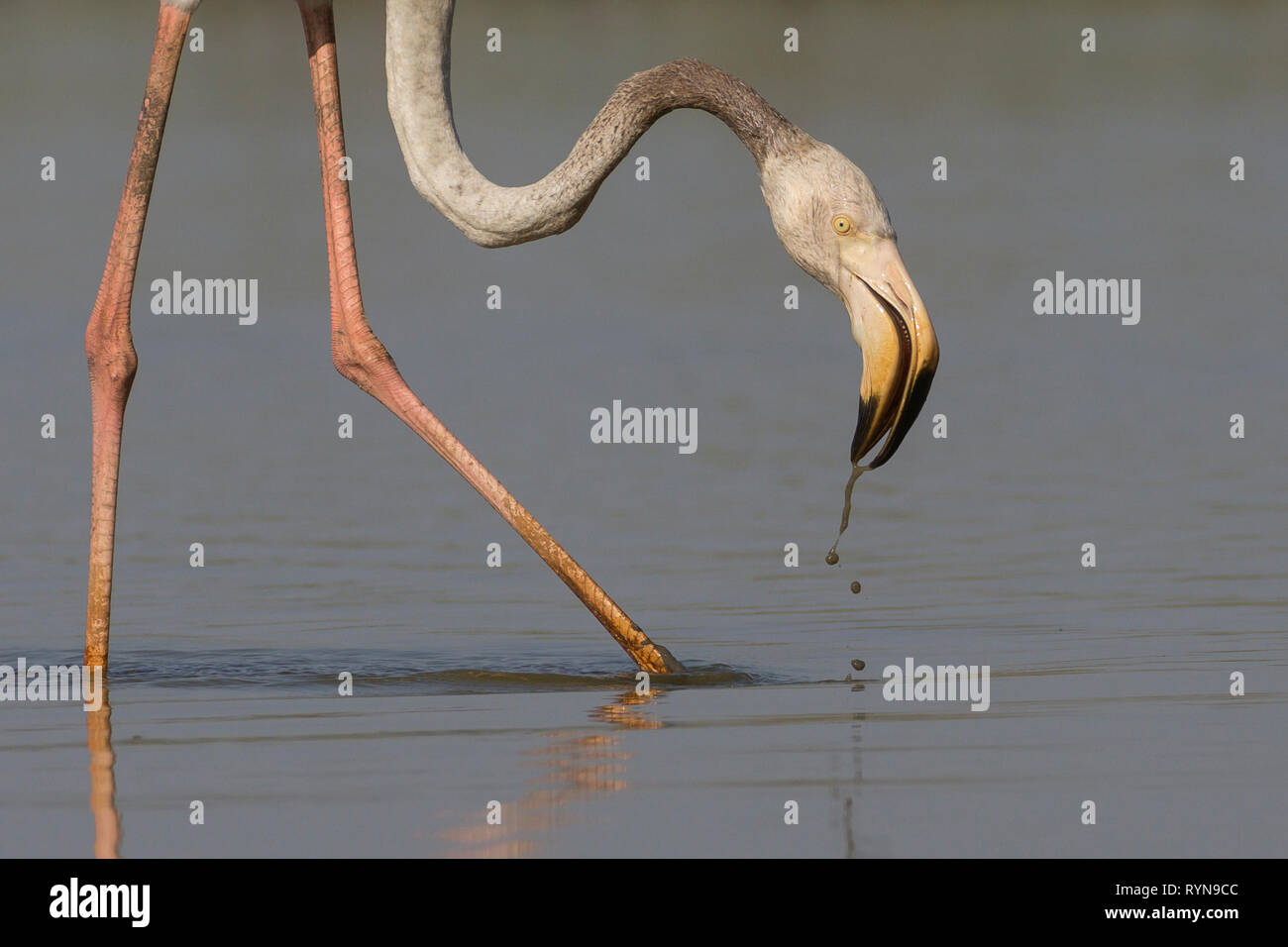 Größere Flamingo (Phoenicopterus roseus) Fütterung, mit Lauch an seinem Bein, an Thol Vogelschutzgebiet, Gujarat, Indien befestigt Stockfoto