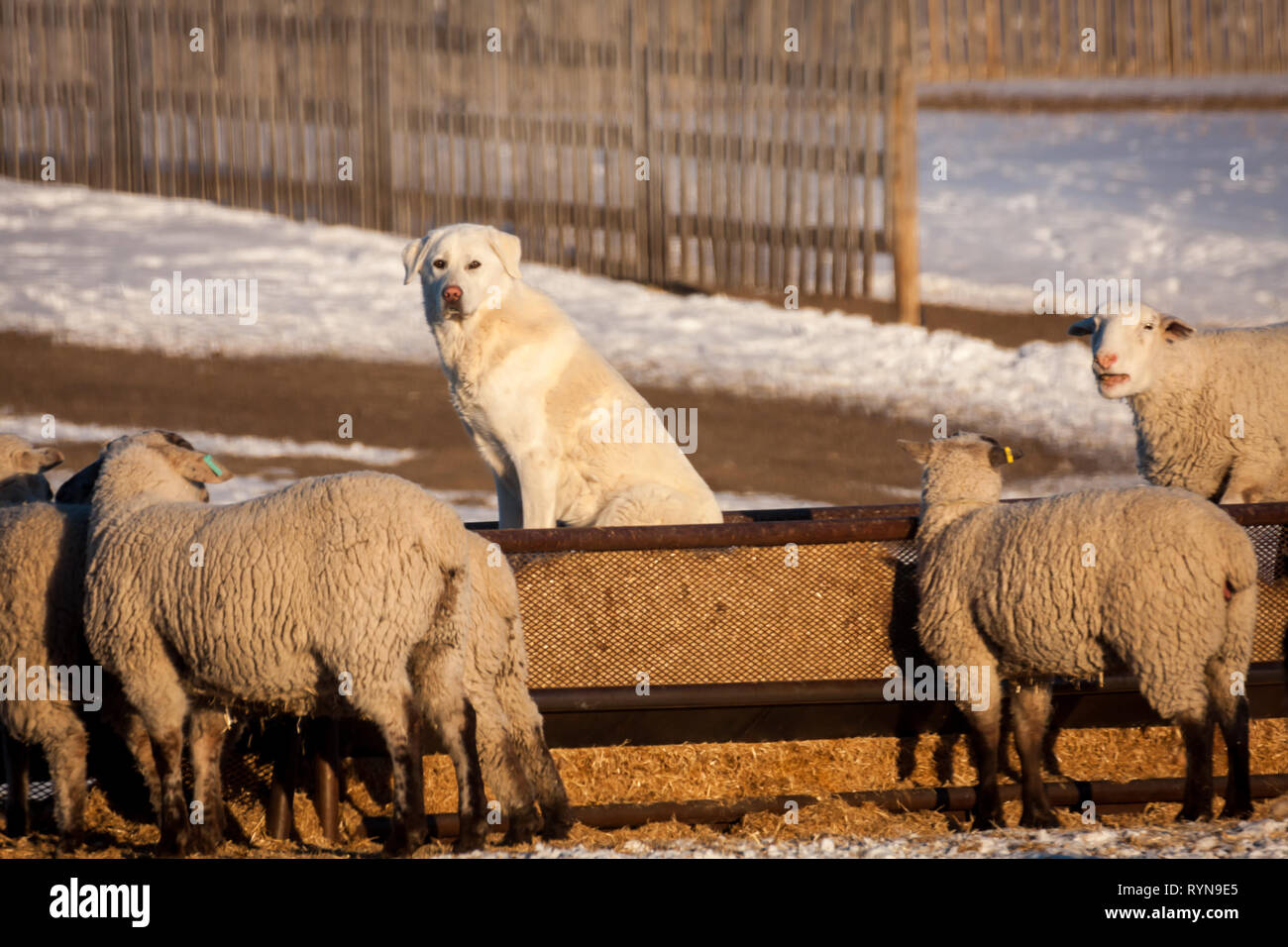 Hund mit Schaf auf kalten Wintertag auf einem Bauernhof auf der kanadischen Prärie (Alberta, Kanada). Stockfoto