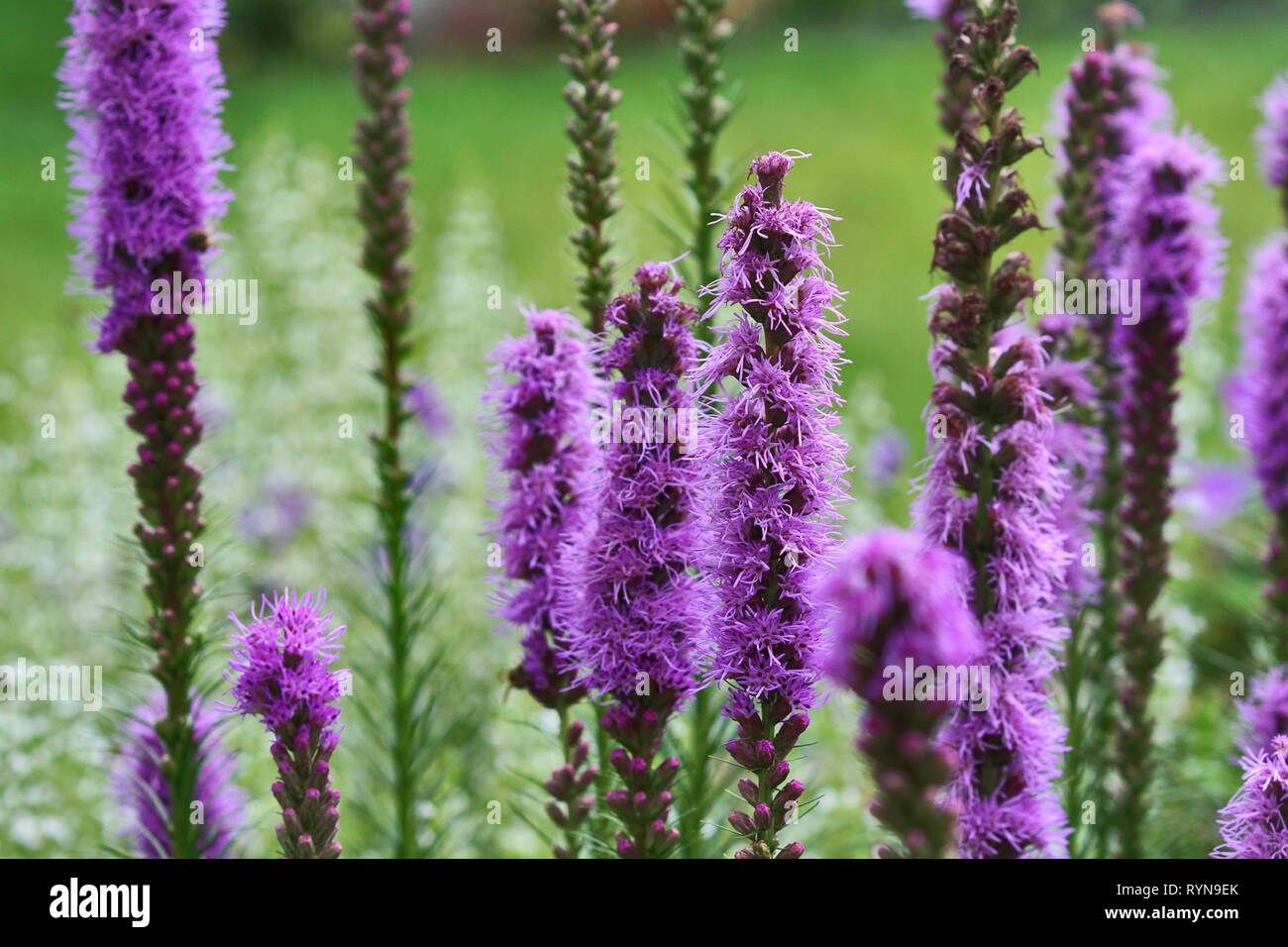 Purpur violett Liatris Blumen auf der Wiese Stockfoto