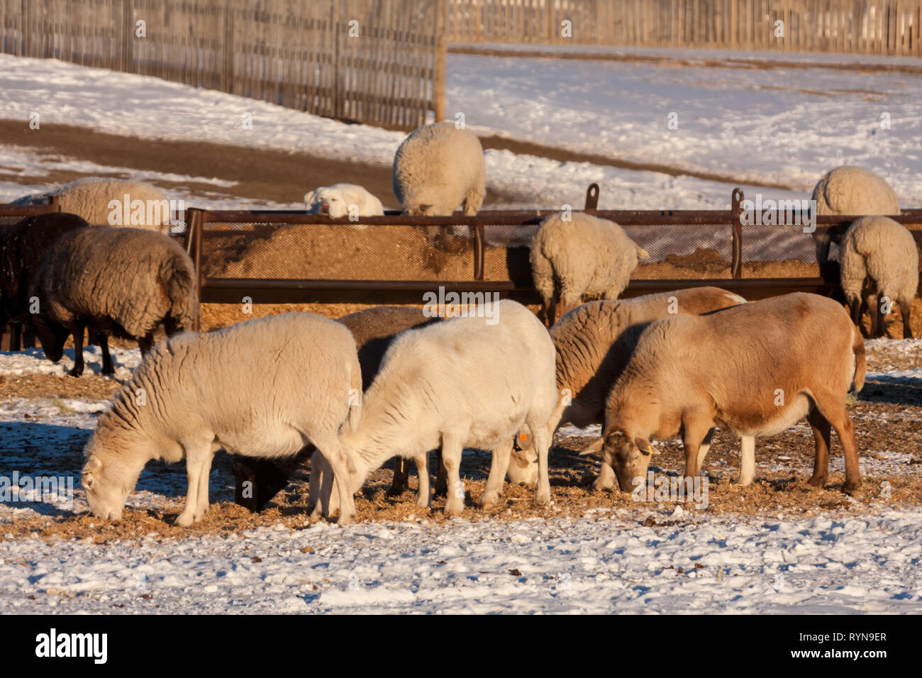 Hund ruht Kinn auf bar während Schafe füttern an kalten aber sonnigen Wintertag auf einer Ranch in ländlichen Alberta, Kanada Stockfoto