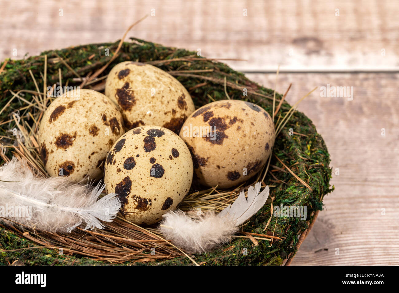 Wachtel Eier in einem Nest - Holz Muster Hintergrund Stockfoto