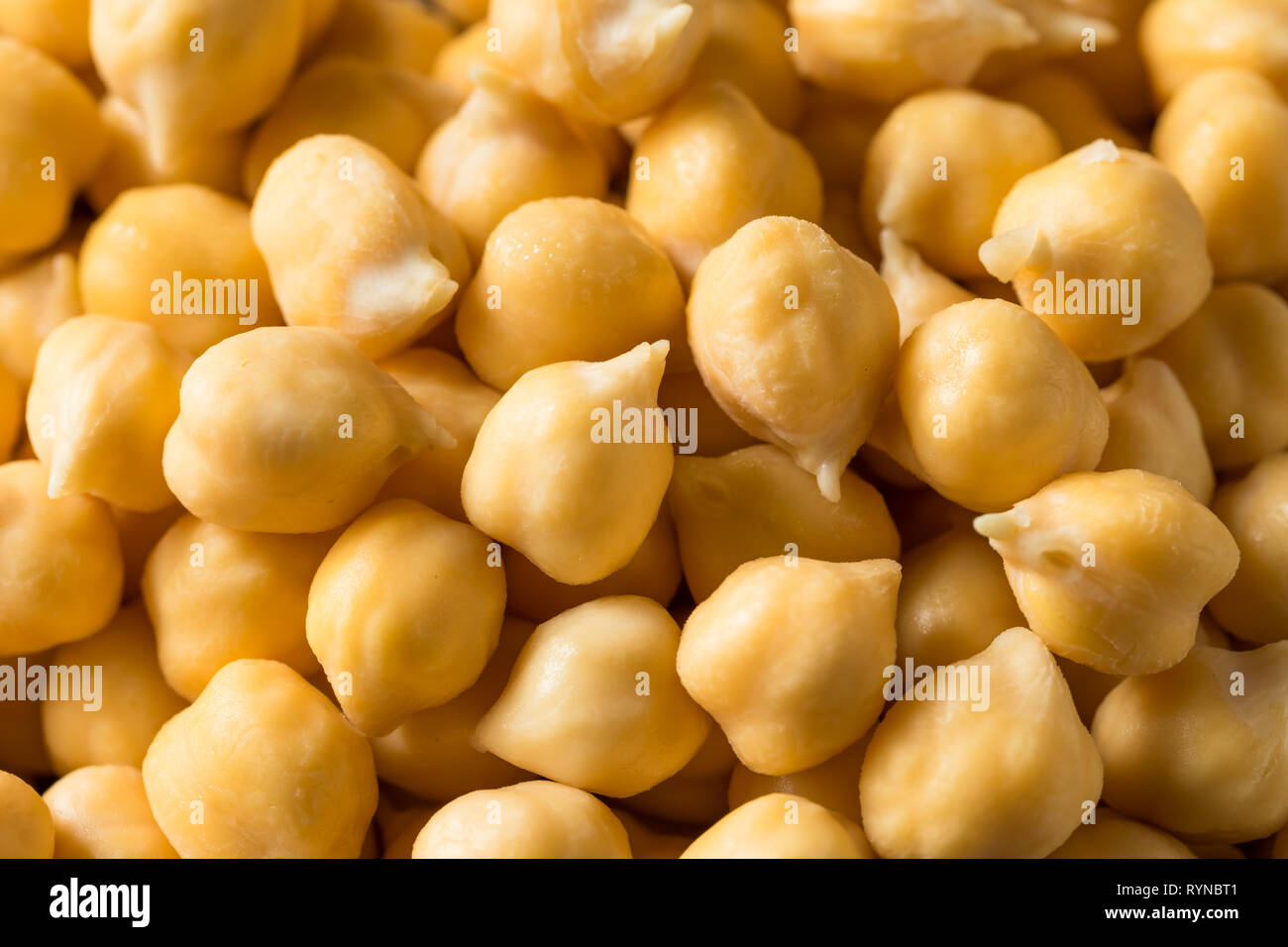 Raw Organic Garbanzo Bean Kichererbsen bereit zu Essen Stockfoto