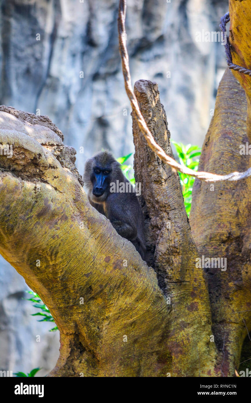 Bohren Mandrillus leucophaeus Stockfoto