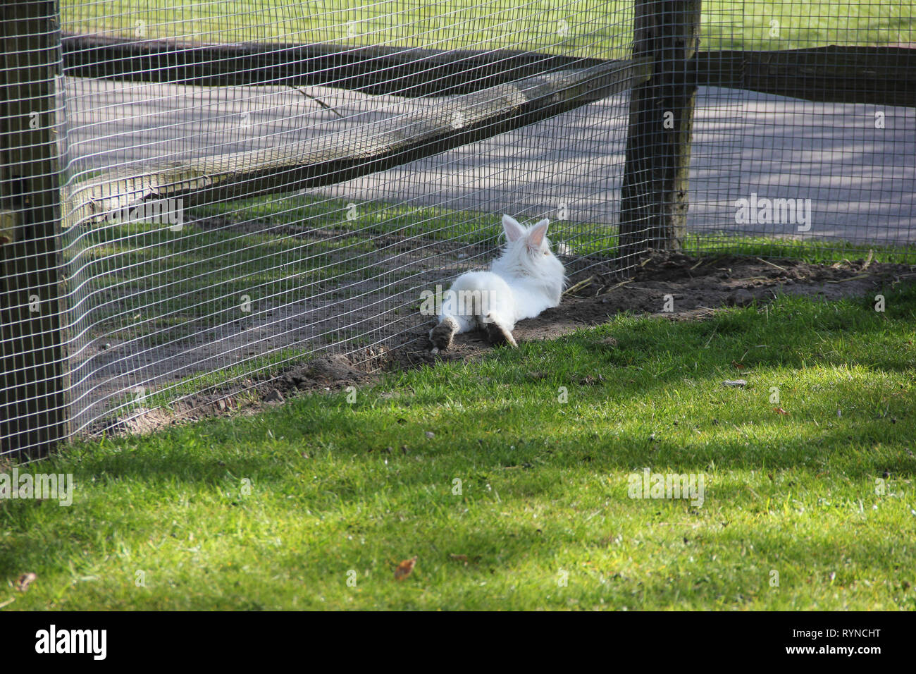 Flauschige weiße kleine Hase Hase von hinten in einen kleinen Zoo niedlich. Frühling im Keukenhof flower garden, Niederlande Stockfoto