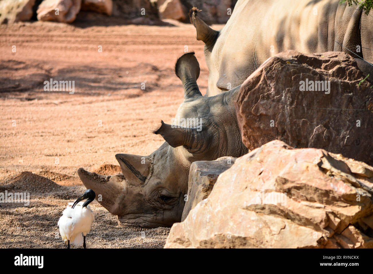 Reinoceronte Rhinocerotidae)) Stockfoto