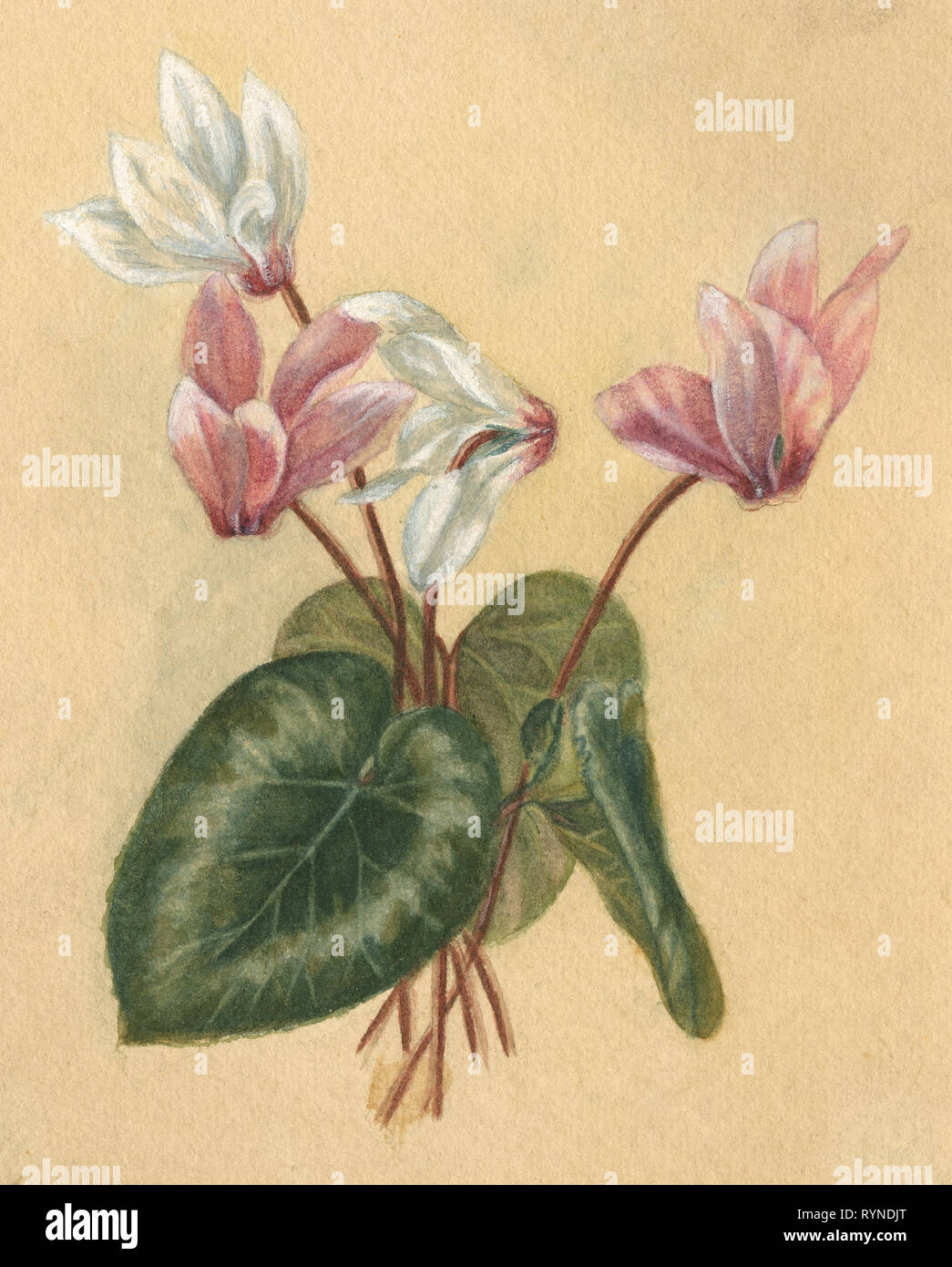 Antike c 1890 Aquarell von Cyclamen (Familie Primulaceae) Blüte und Blätter. Quelle: ORIGINAL GEMÄLDE Stockfoto