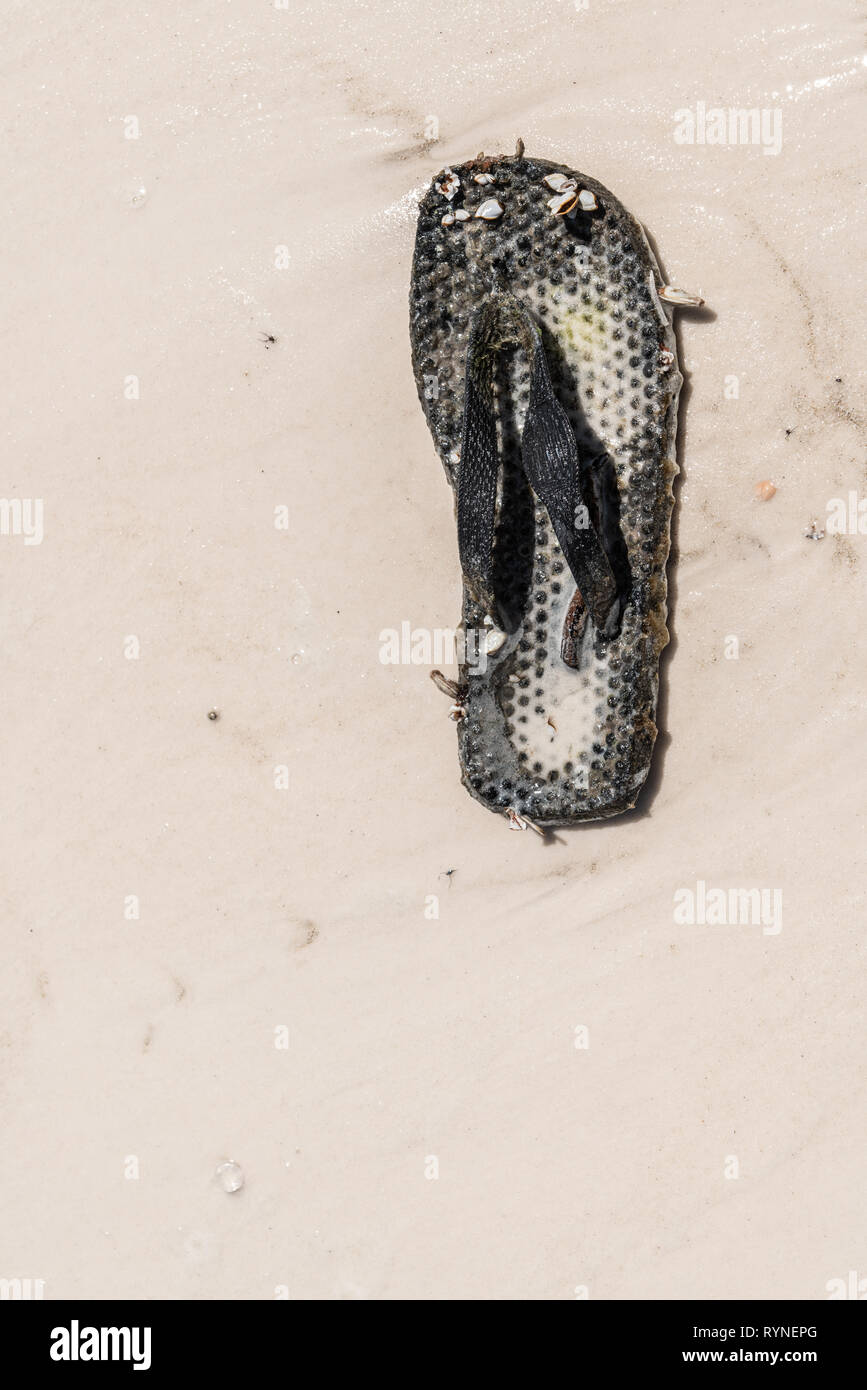 Alte Tanga/Flip Flop mit Seepocken auf Strand gespült Stockfoto