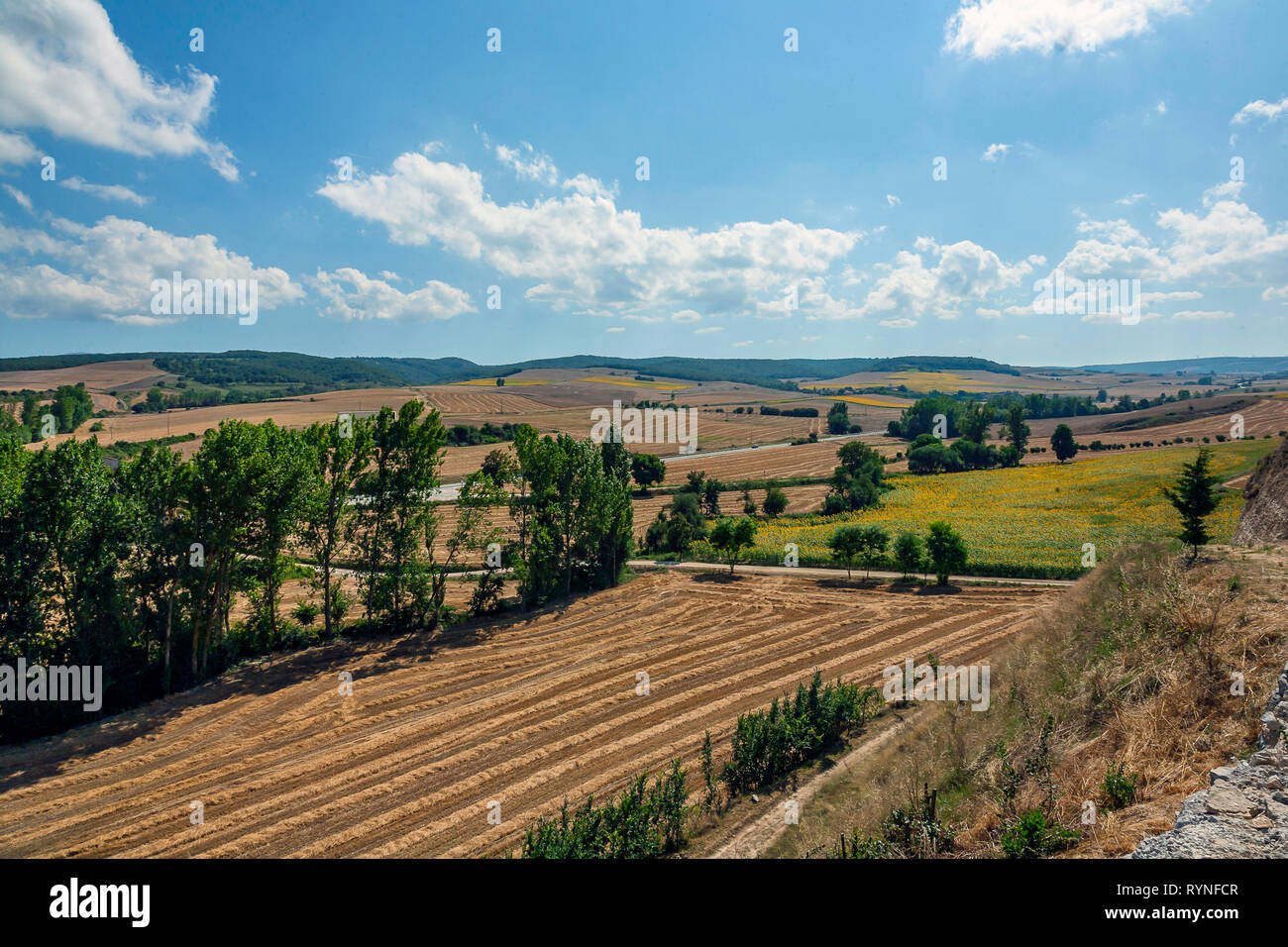 Feld mit Sonnenblumen in Burgos. Stockfoto