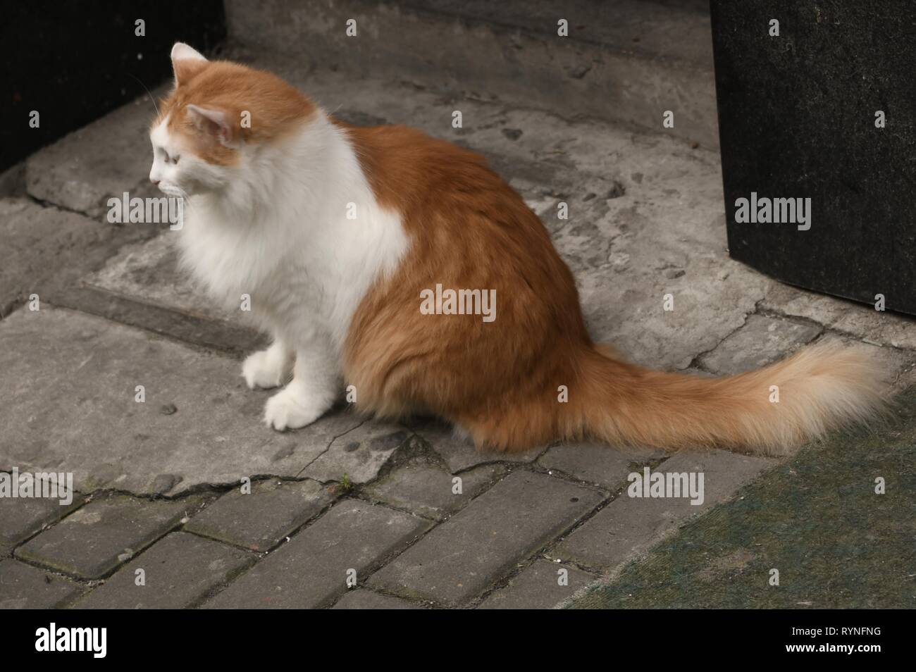 Faszination Shanghai - schöne rote und weisse Katze vor dem Haus auf den Bürgersteig warten Stockfoto