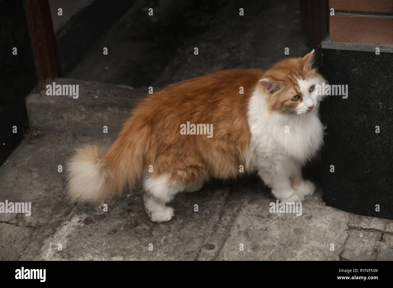 Faszination Shanghai - schöne rote und weisse Katze vor dem Haus auf den Bürgersteig warten Stockfoto