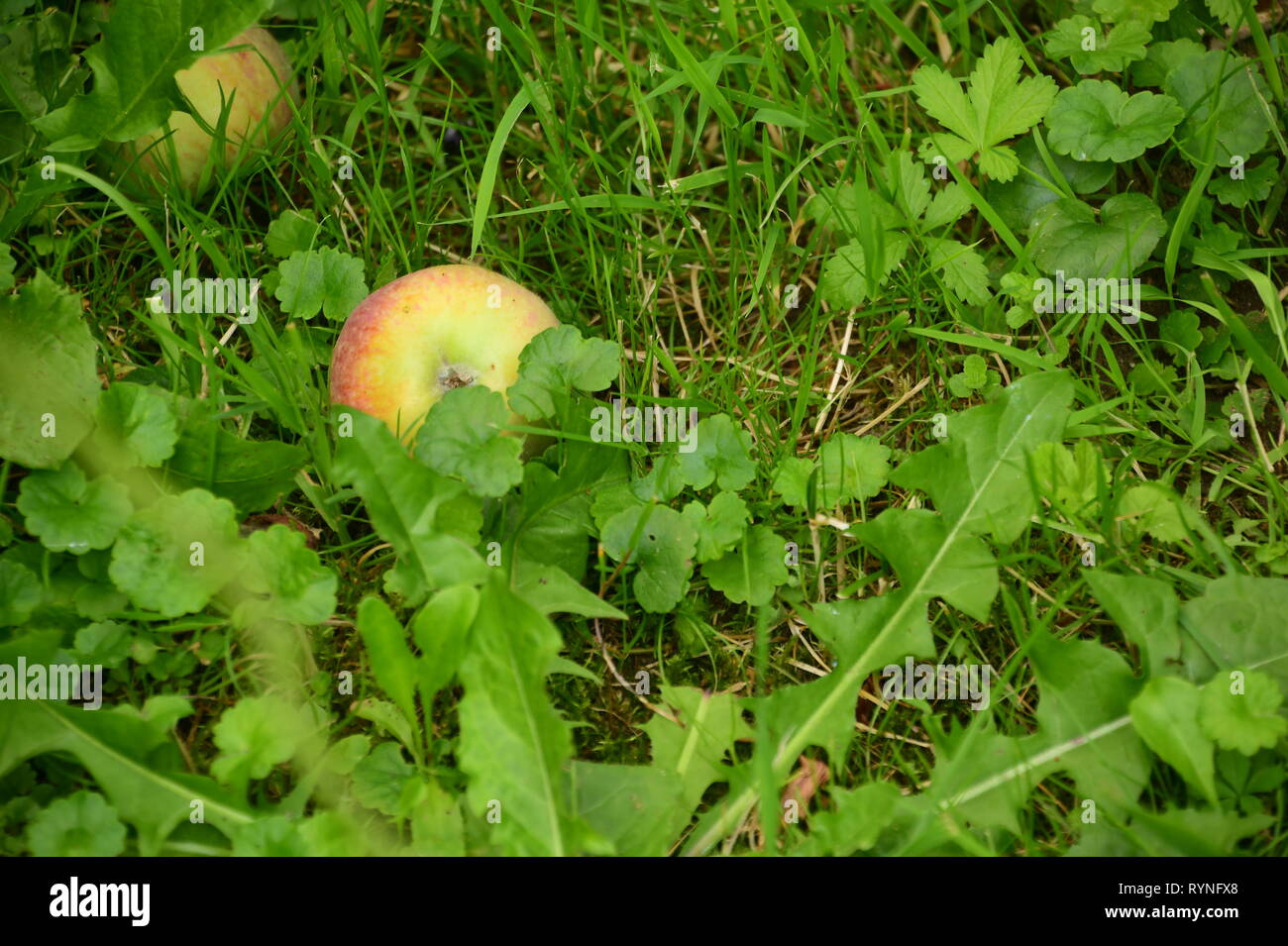 Ein reifer Apfel liegt im Gras bereit zu sein Abgeholt - eine pro Tag hält den Arzt weg Stockfoto