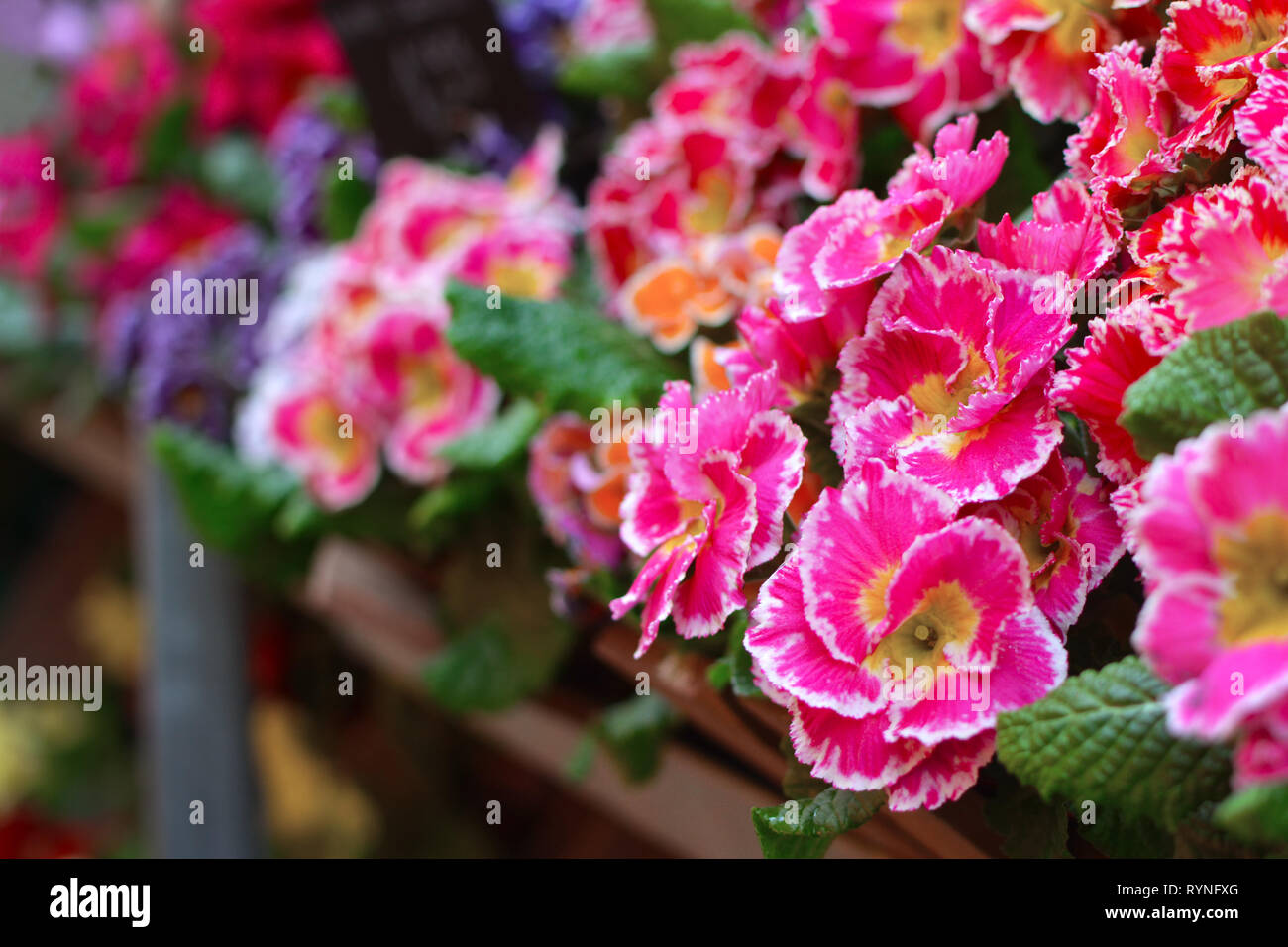 Rosa Primula Frühling Blüten mit gelb in der Mitte und weiße Spitzen auf dem Blumenstand mit verschwommenen Blumen im Hintergrund Stockfoto