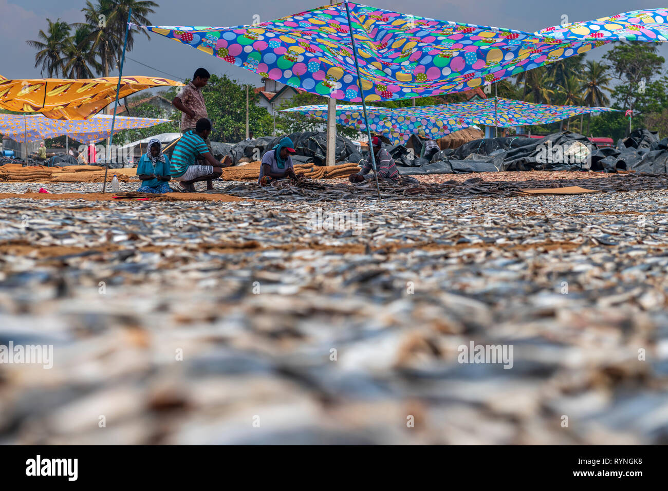 In der Hitze des Nachmittags Frauen getrockneten Fisch, der für den Markt am Strand von Negombo vorbereiten im Westen Sri Lankas. Arbeiten bei Temperaturen im hohen Thi Stockfoto