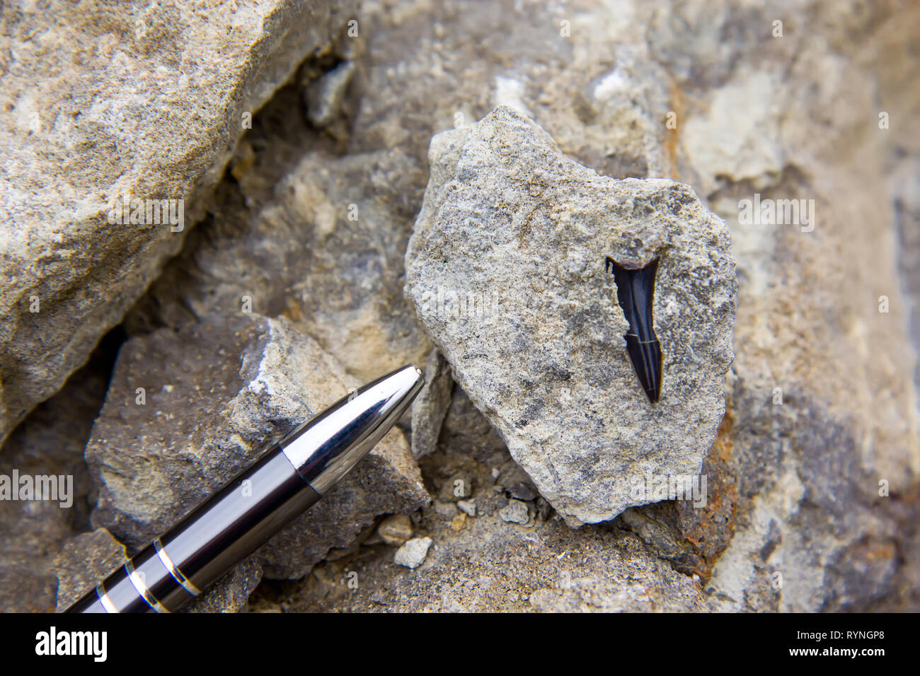 Versteinerte Haifischzähne in den Sedimenten mit Bleistift Verhältnis Stockfoto
