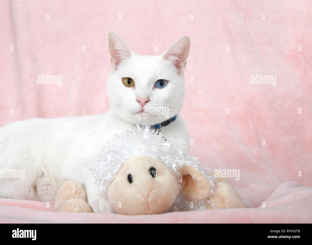 Adorable Kleine weiße Katze mit Heterochromia, odd-eyed, Verlegung auf eine rosa Decke auf der Suche direkt im Viewer gedrückt halten und Ihr Liebling stickig schützend Stockfoto