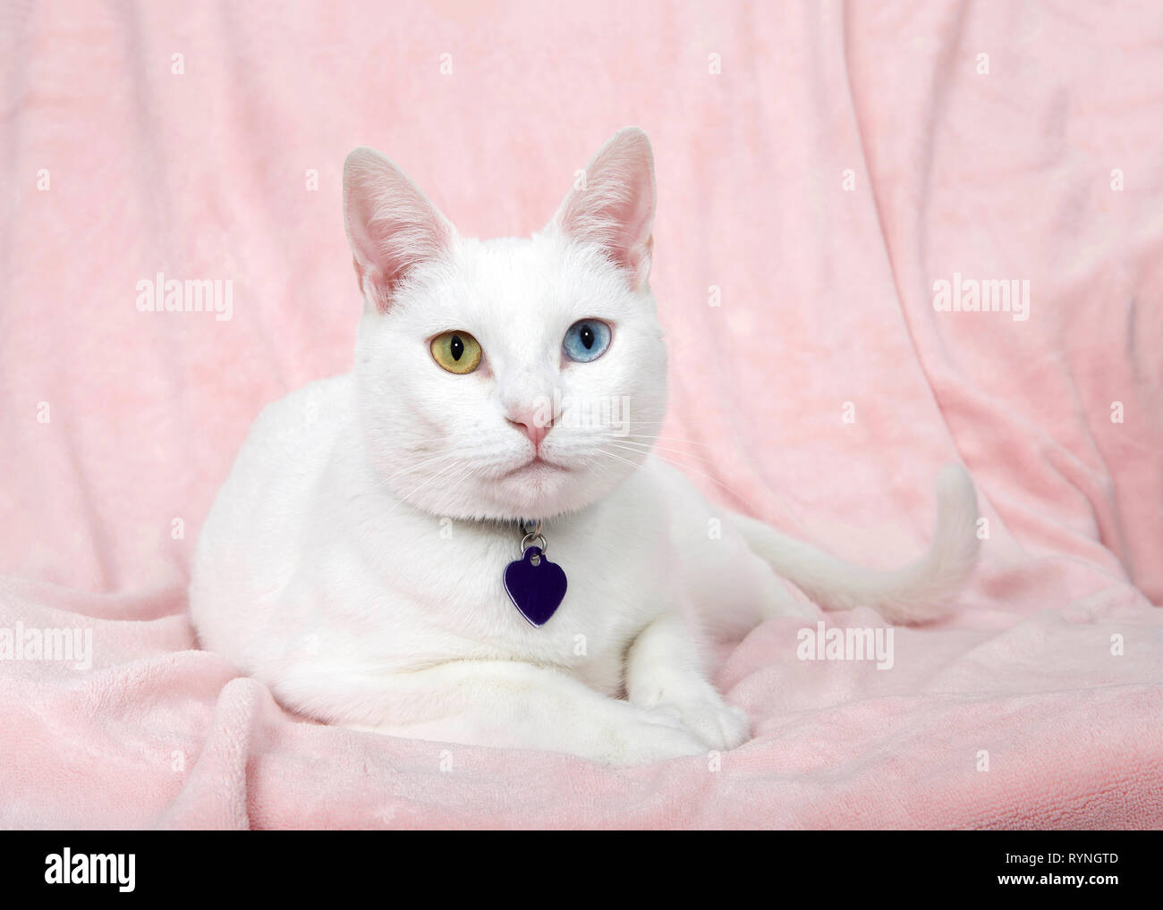 Adorable Kleine weiße Katze mit Heterochromia, odd-eyed, Verlegung auf eine rosa Decke direkt an Viewer suchen. Kragen mit leeren Namen Tag. Stockfoto