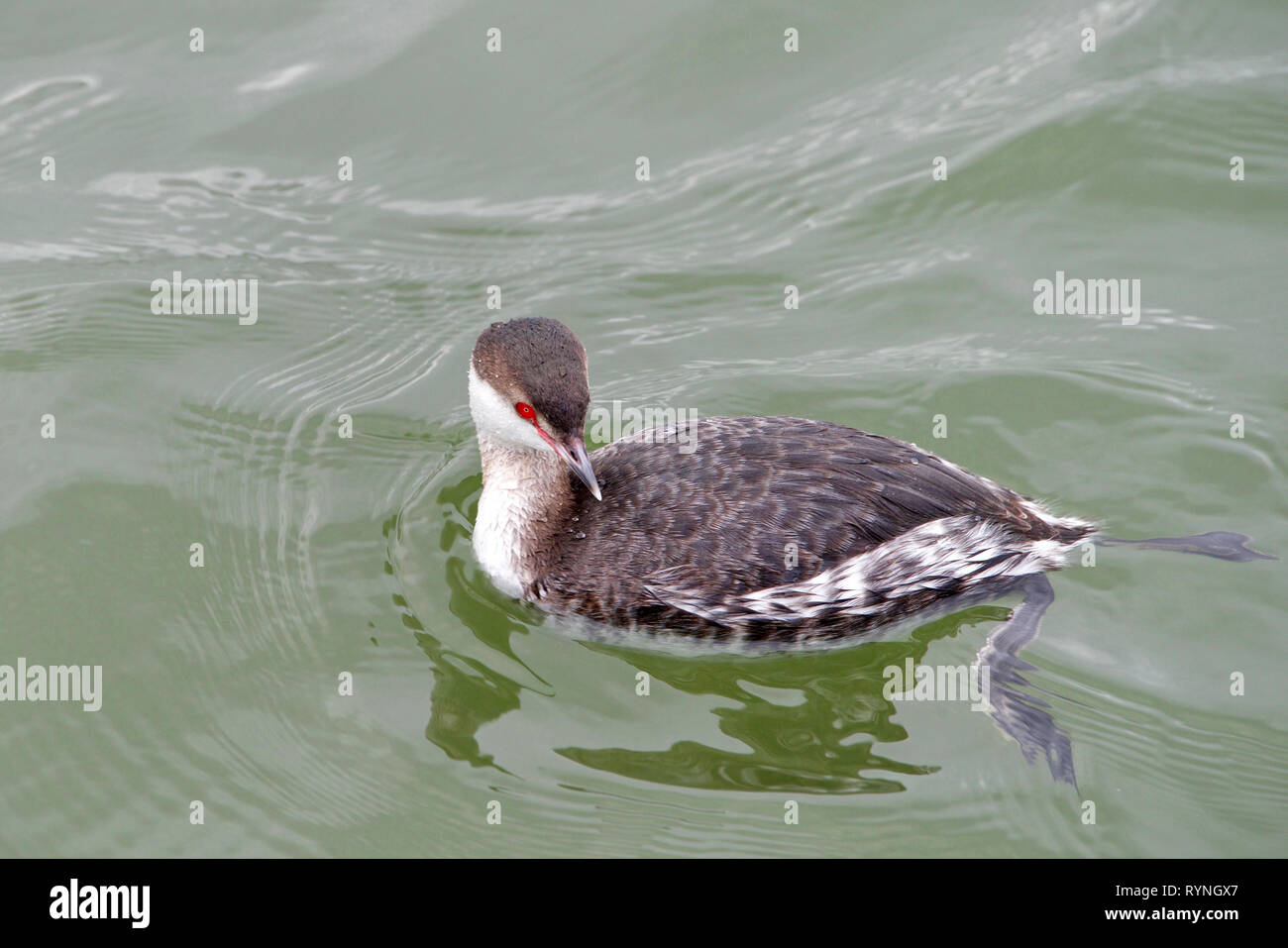 Eine schwarze necked Grebe, in nicht-Zucht Gefieder schwimmen. Haubentaucher sind klein bis mittel-groß, haben Gelappt Zehen und sind ausgezeichnete Schwimmer und div. Stockfoto