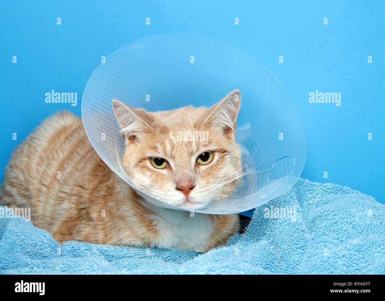 Orange und Weiß tabby Katze, das Tragen eines elizabethian Kragen nach der Operation selbst, um Verletzungen zu verhindern. Auch die Kegel der Schande bezeichnet. Stockfoto