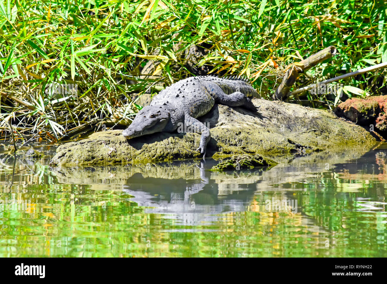 Amerikanische Krokodil ruht auf der Bank, in Tortuguero Kanäle in der Nähe von Puerto Limon, Costa Rica Stockfoto