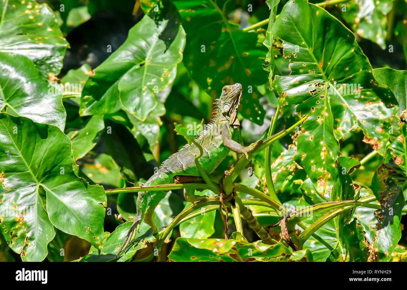 Grüner Leguan im Baum auf Tortuguero Canal in der Nähe von Puerto Limon Costa Rica Stockfoto