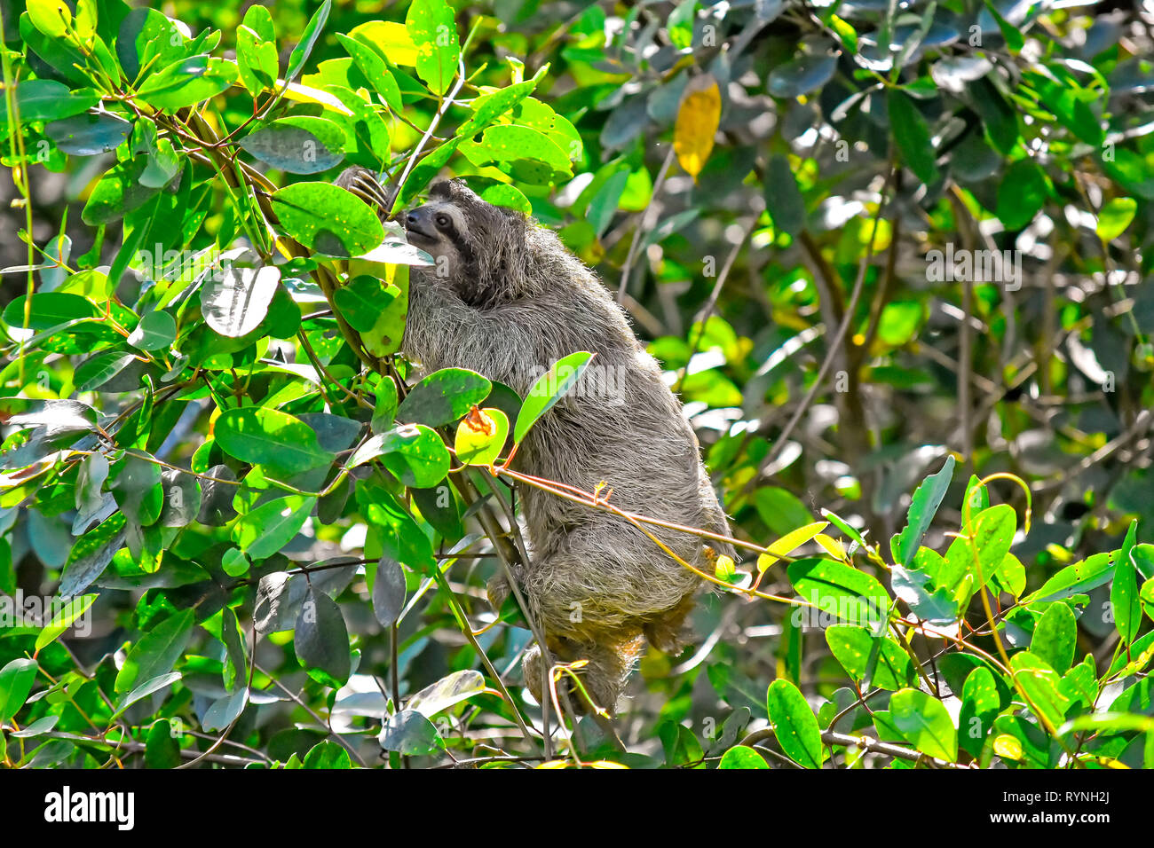 Drei-toed Sloth Essen Baum Blatt im Wilden, Costa Rica Stockfoto