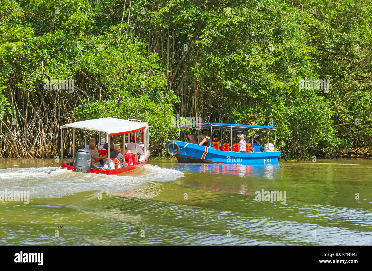 Tortuguero Kanal Natur- und Wildtierbeobachtungstouren in der Nähe von Puerto Limon, Costa Rica Stockfoto