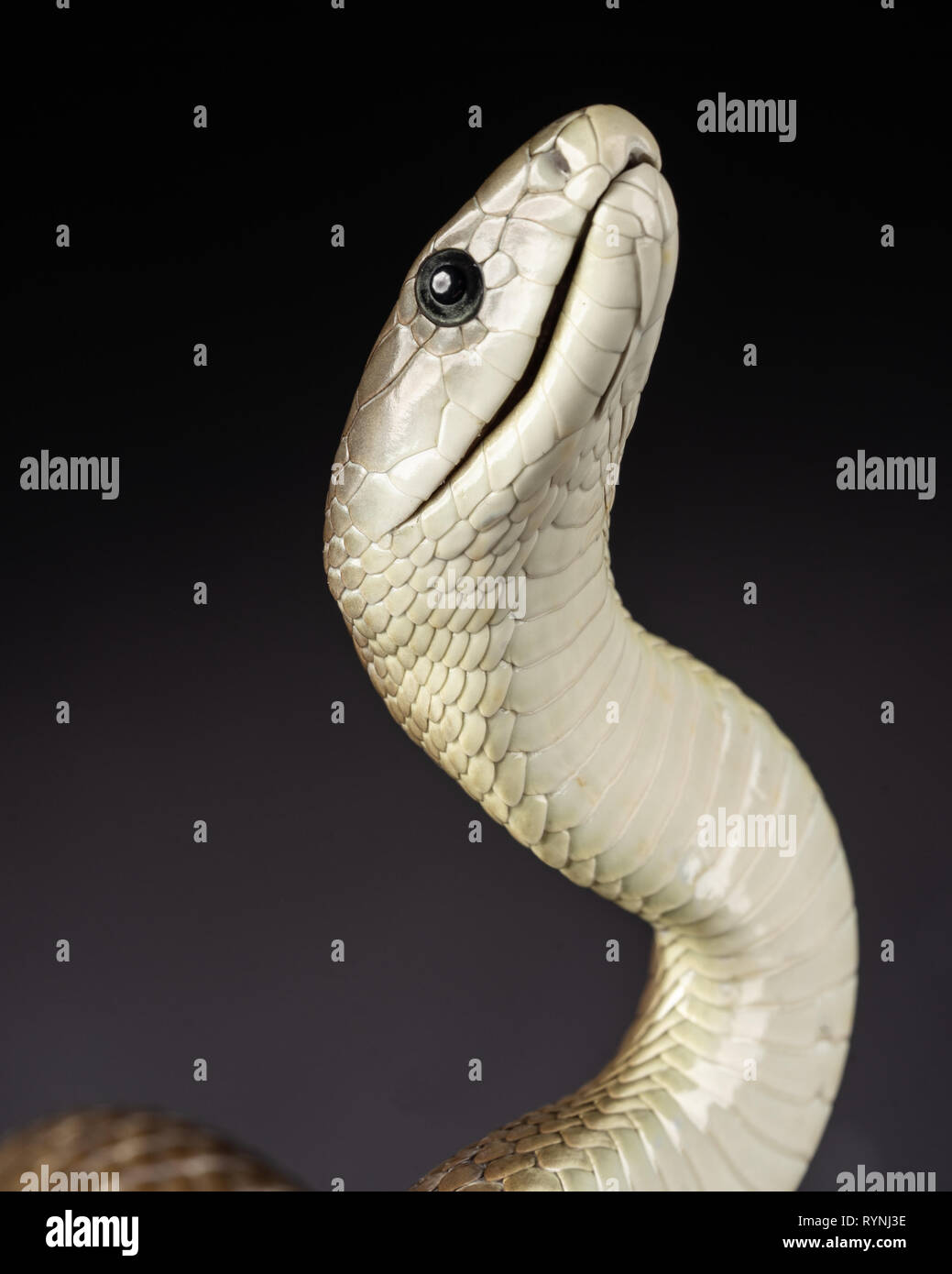 Dendroaspis polylepis/Black Mamba Stockfoto