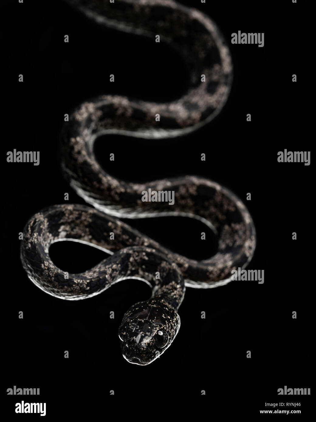 Sibons nebulatus/Bewölkt Schnecke Schlange ißt Stockfoto
