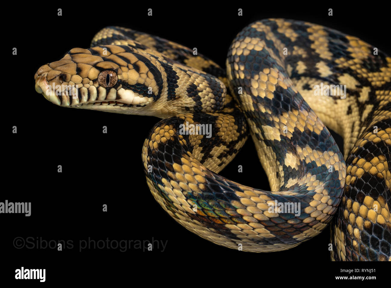 Python amethistina Simalia/Scheuern Stockfoto