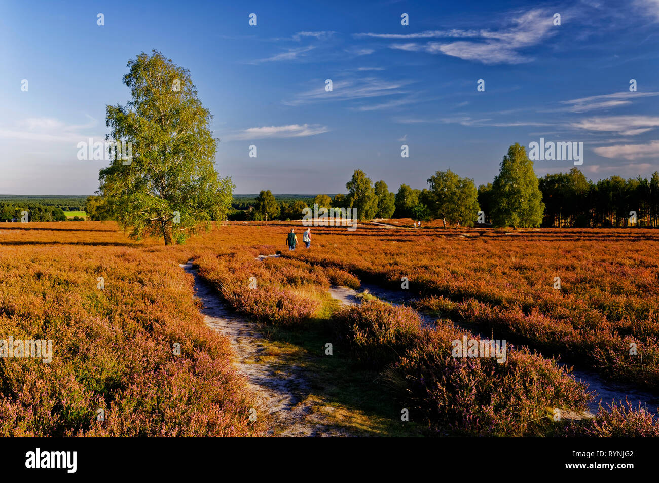 Lüneburger Heide (Lüneburger Heide): Blühende Heidekraut auf dem Wietzer Berg in der Nähe von Müden (Örtze), Naturpark Südheide, Niedersachsen, Deutschland Stockfoto