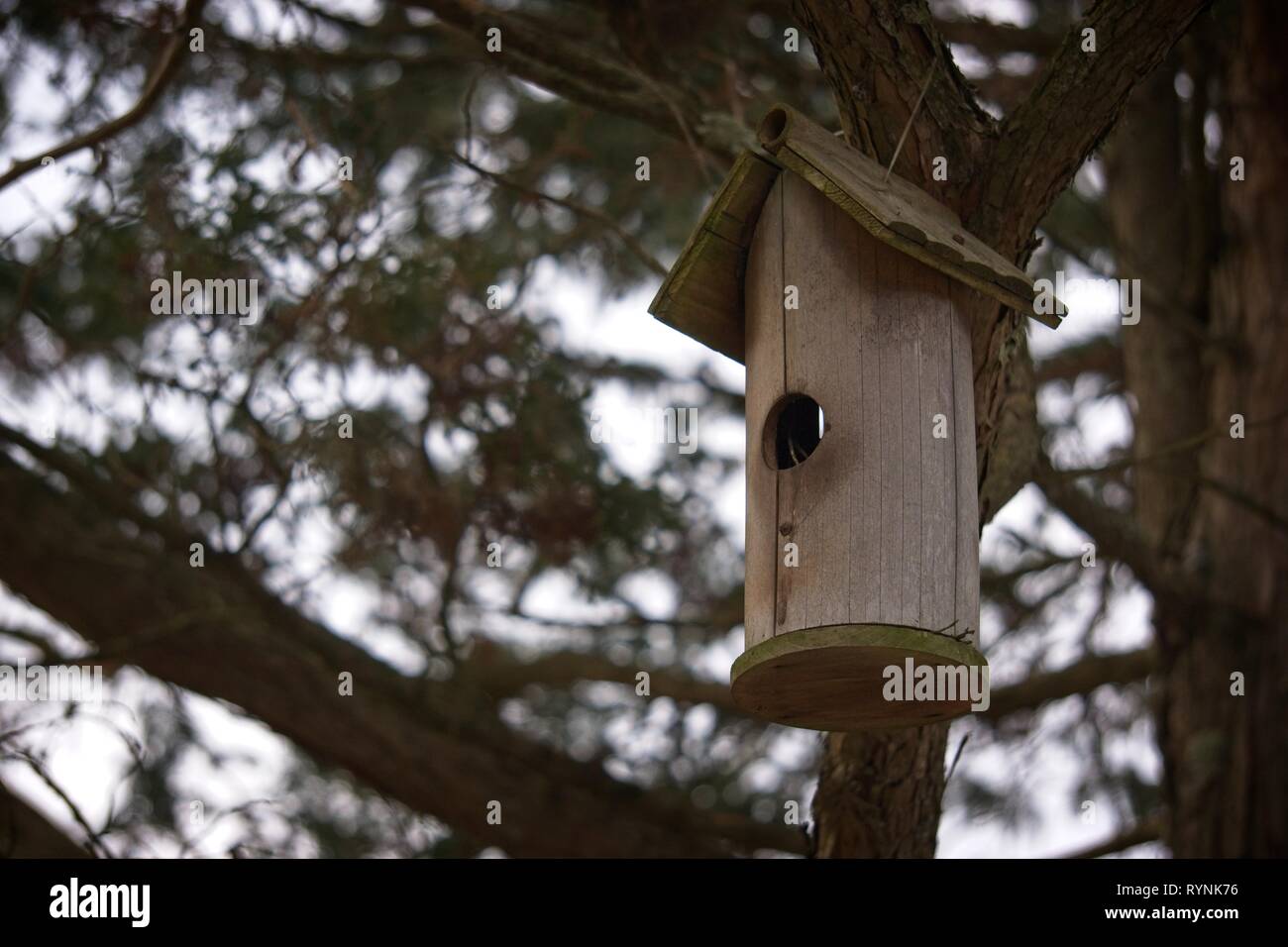 Vogelhaus hängend von einem Baum. Stockfoto