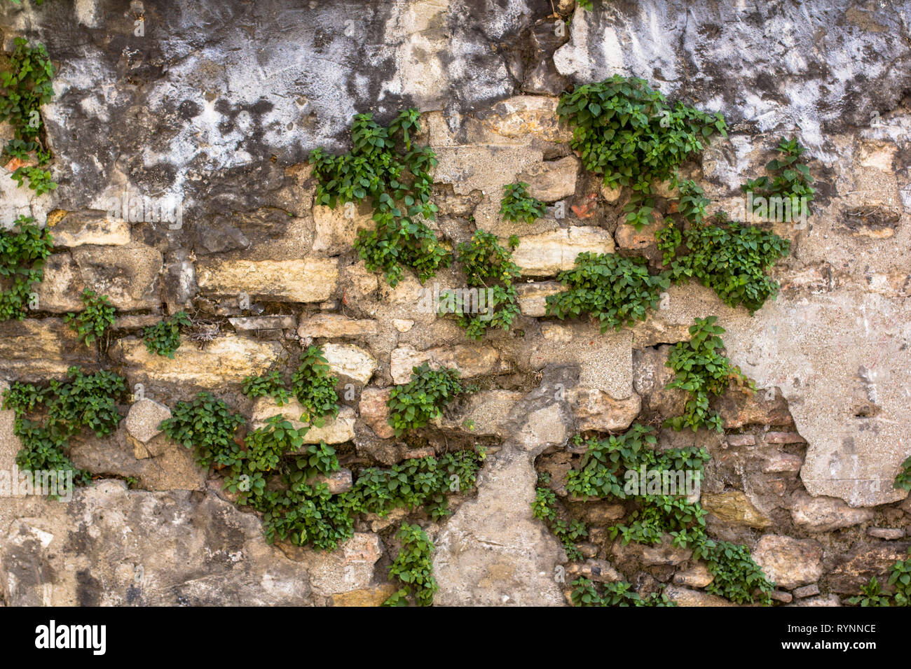 Textur der alten Mauer mit Gras. Gras wachsen an der Wand Stockfoto