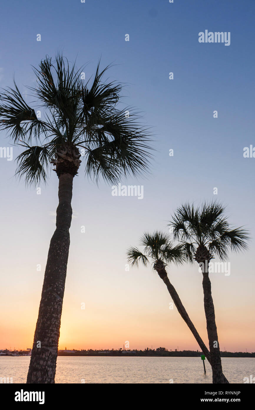 Florida Saint St. Lucie County, Fort Ft. Pierce, A1A, North Beach Causeway, sabalpalmen, Palmen, Sonnenuntergang, Abenddämmerung, Abend, Silhouette, Intracoastal Visito Stockfoto