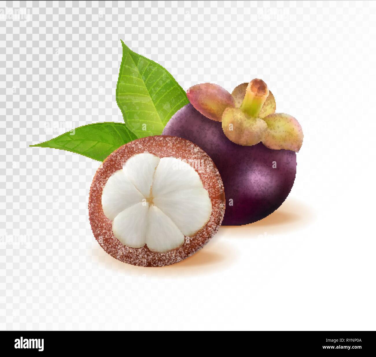 Mangostanfrüchte Königin der Früchte, Mangosteen auf transparentem Hintergrund. Qualität realistisch Vektor, 3 Abbildung d Stock Vektor