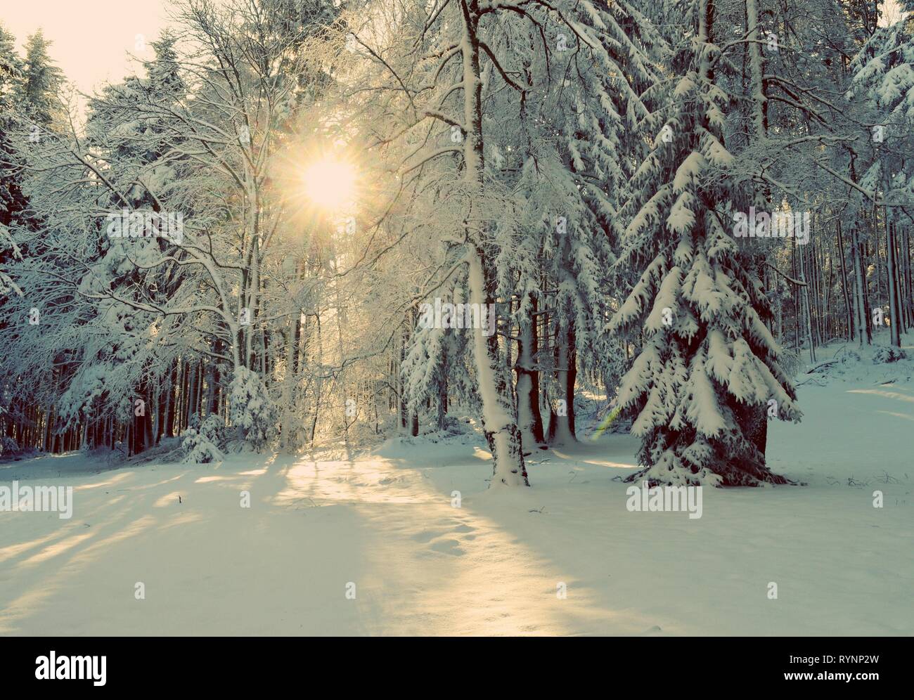 Sonne scheint durch die Bäume unter Schnee Stockfoto
