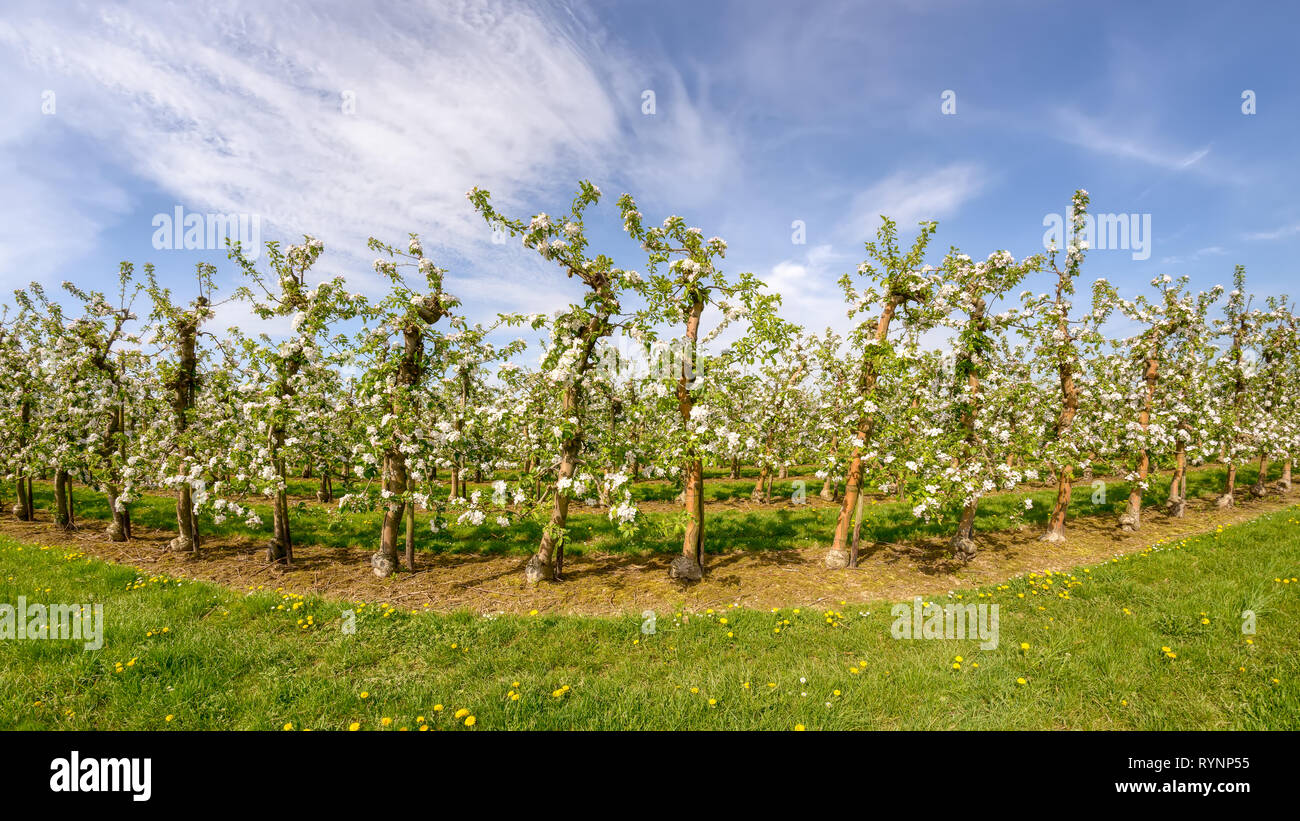Apple tree Plantation, Reihen von Pfropfen Bäume während der Frucht Blütezeit an einem sonnigen Tag mit blauen Himmel im Frühjahr, Rheinland, NRW, Deutschland Stockfoto