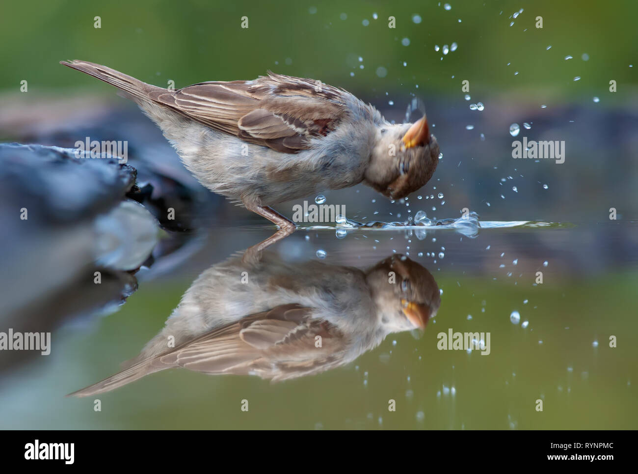 Haussperling Reflexion mit Menge Spritzer Stockfoto