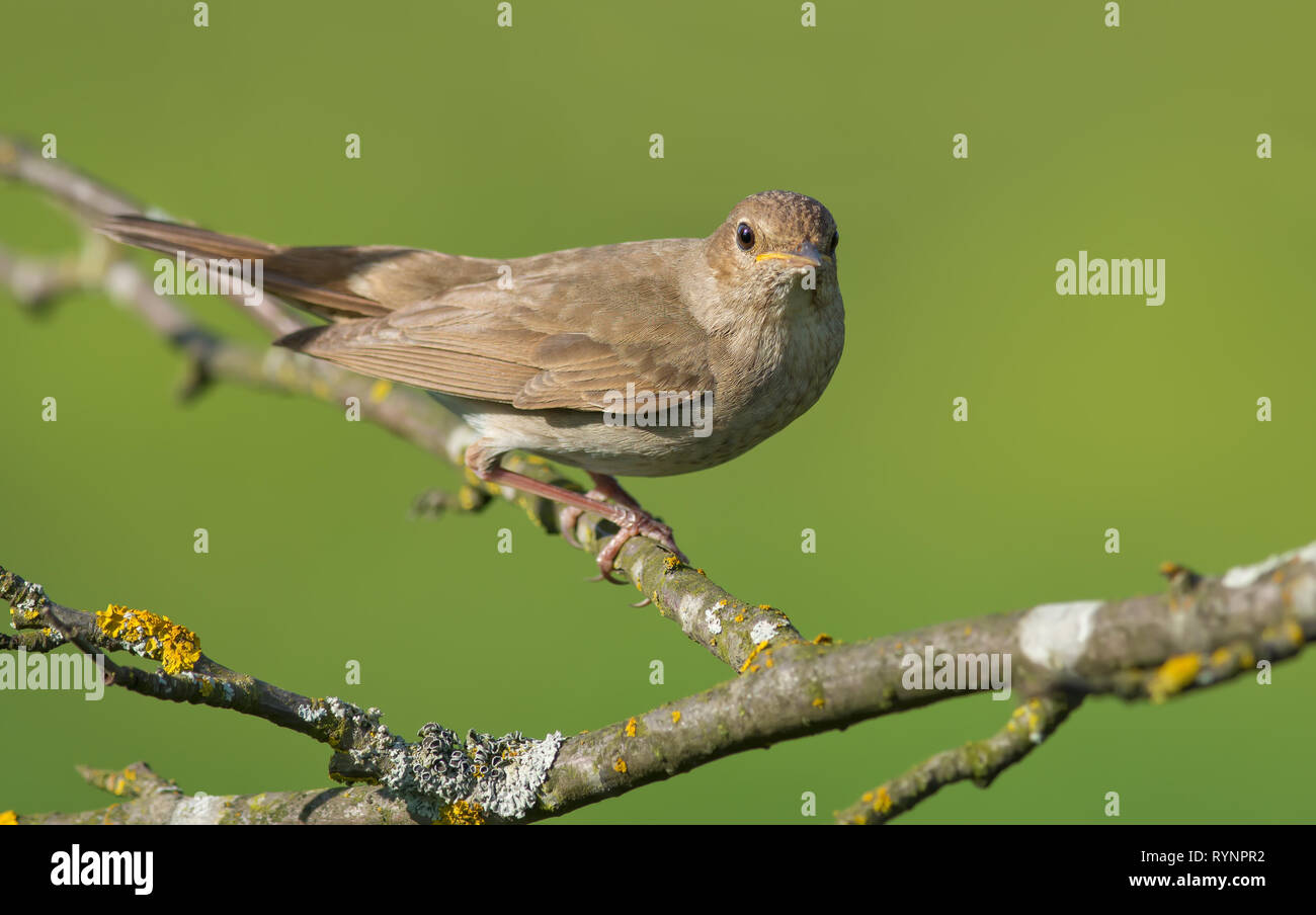 Soor Nachtigall thront im Bush in süßen Licht Stockfoto