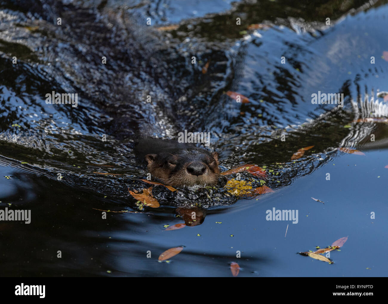 North American River Otter, Lontra canadensis, Schwimmen im Fluss, Florida. Stockfoto
