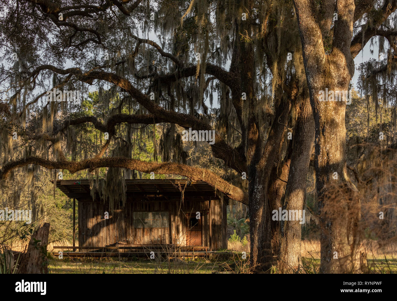 Ländliche Florida; alte Hütte im Wald umgeben von spanischen Moos. Crystal River Preserve State Park, Florida Stockfoto