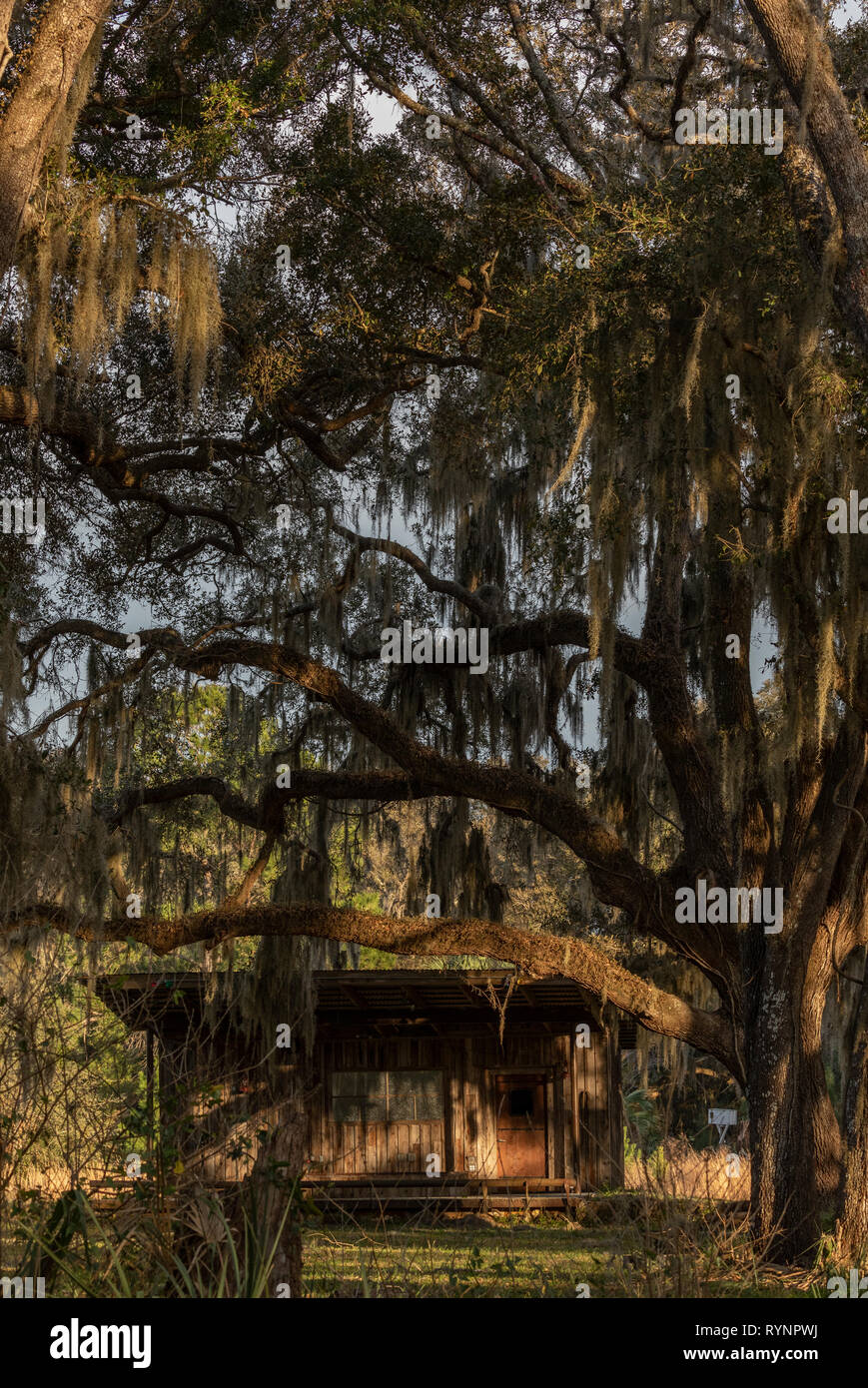 Ländliche Florida; alte Hütte im Wald umgeben von spanischen Moos. Crystal River Preserve State Park, Florida Stockfoto