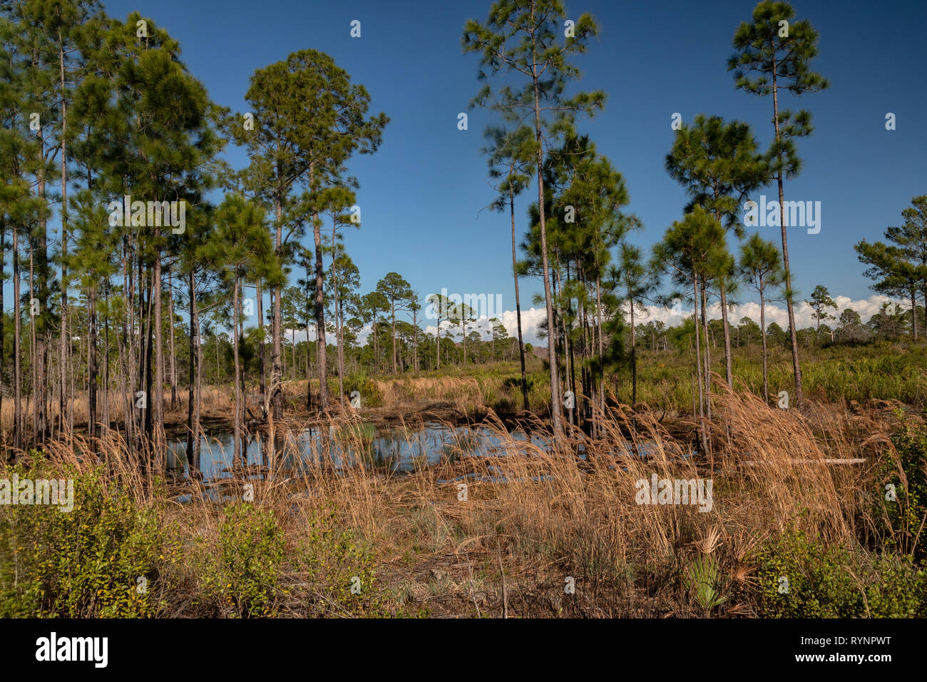 Kiefer flatwoods und Schrubben, Scheuern in Cedar Key State Reserve, mit Schrägstrich Pinien. Florida. Stockfoto
