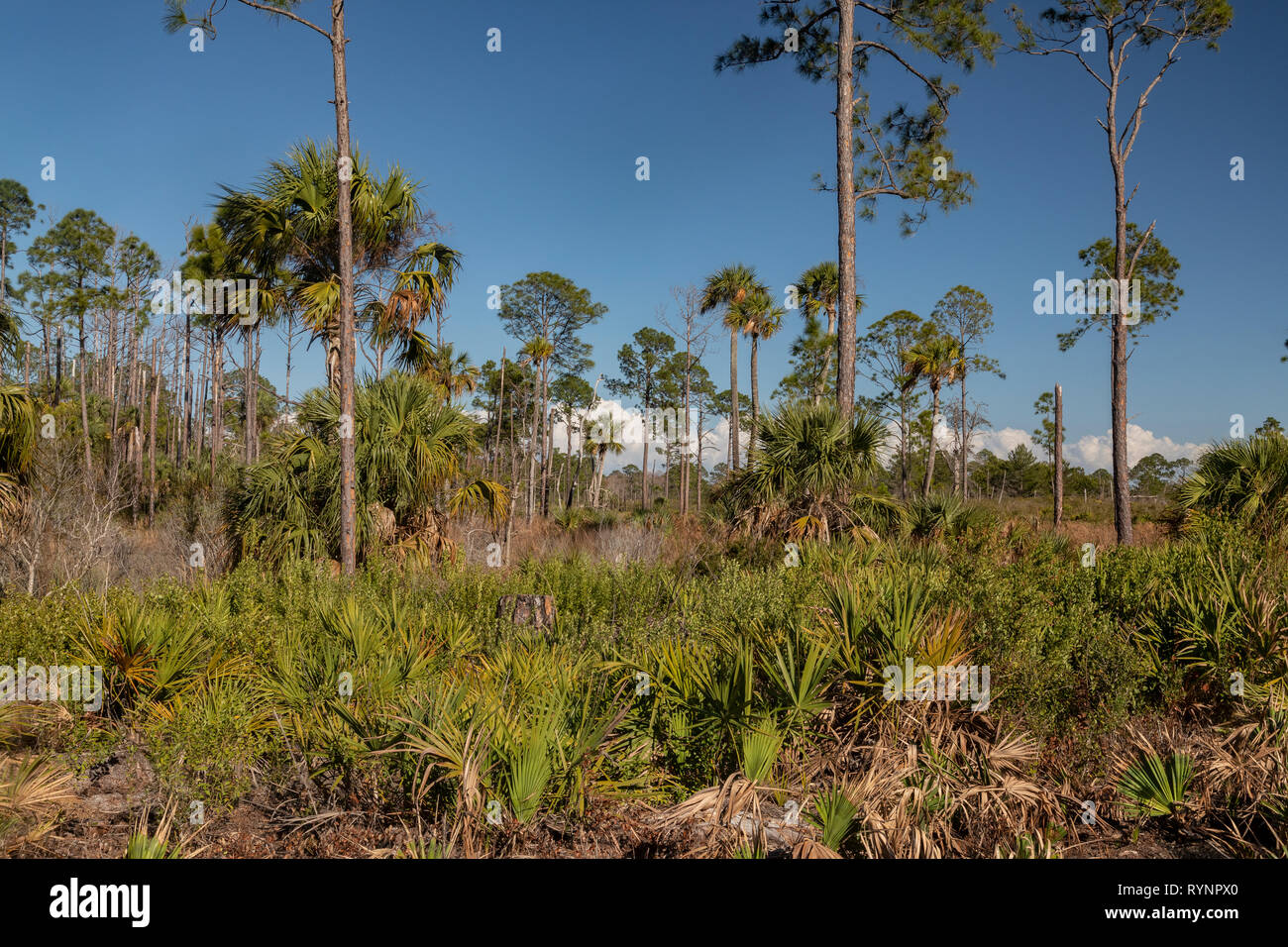 Kiefer flatwoods und Schrubben, Scheuern in Cedar Key State Reserve, mit Schrägstrich Kiefer und Sägepalme. Florida. Stockfoto