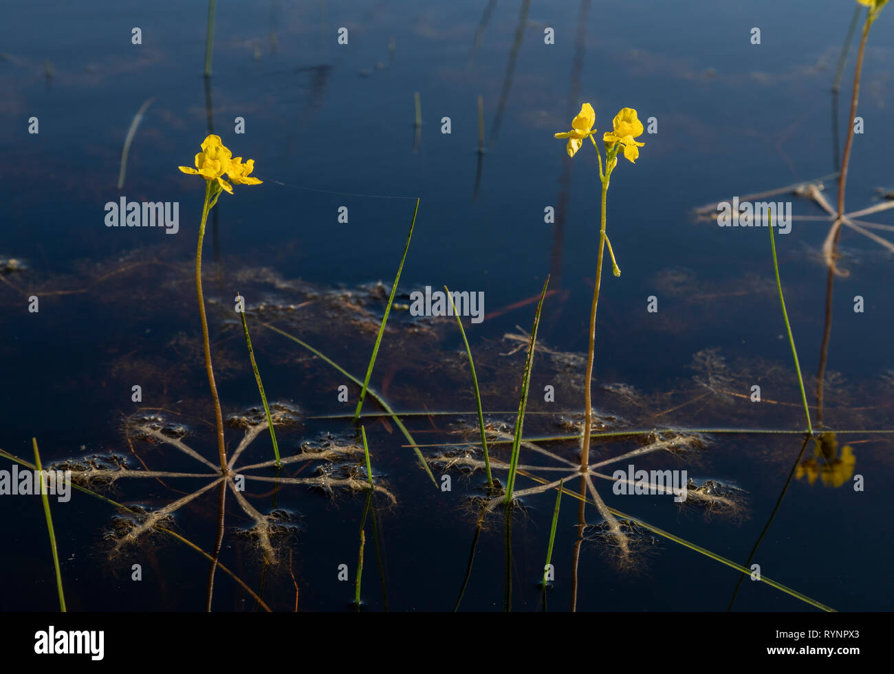 Geschwollene bladderwort, oder große schwimmende bladderwort, Utricularia inflata in einem Wald Teich in Cedar Key Scrub State Reserve, Florida. Stockfoto